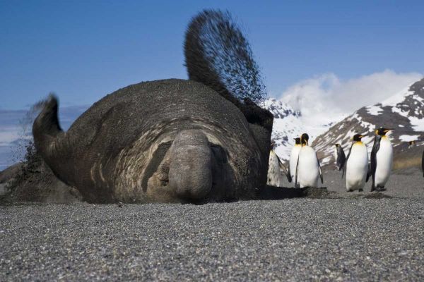 South Georgia Isl Bull elephant seal throws sand